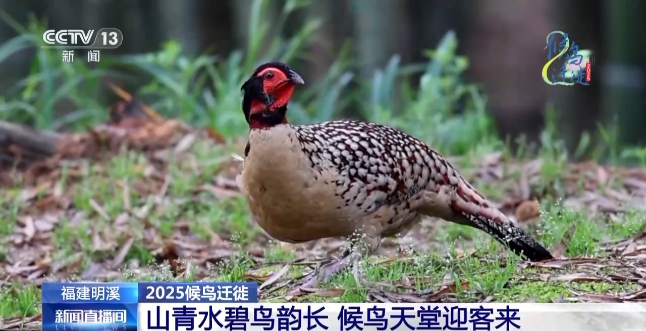 的明溪县 究竟有什么独特魅力？不朽情缘游戏网站在观鸟界火出圈(图12)