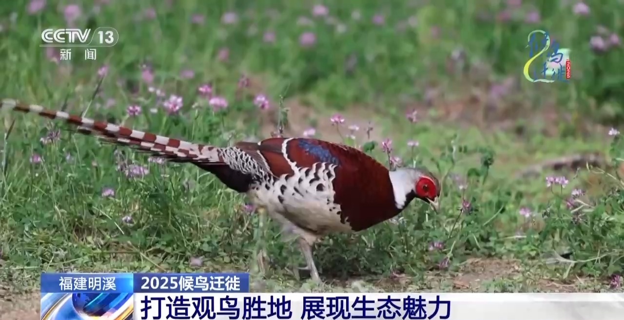 的明溪县 究竟有什么独特魅力？不朽情缘游戏网站在观鸟界火出圈(图13)