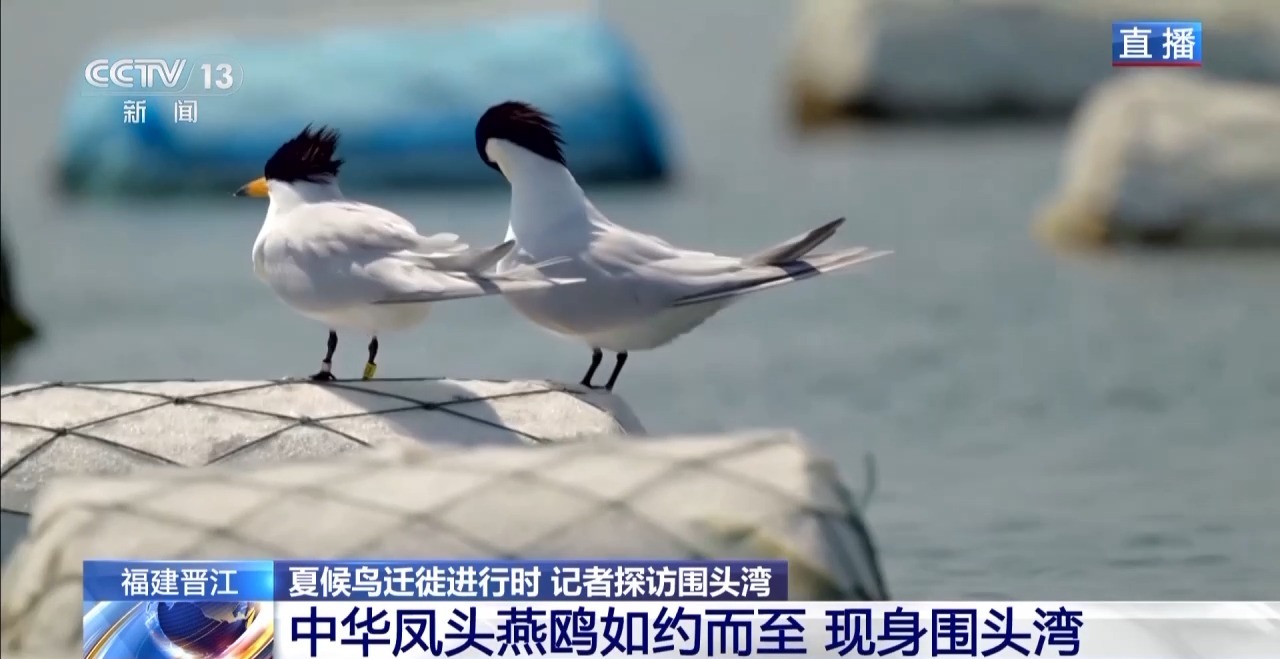 的明溪县 究竟有什么独特魅力？不朽情缘游戏网站在观鸟界火出圈(图6)