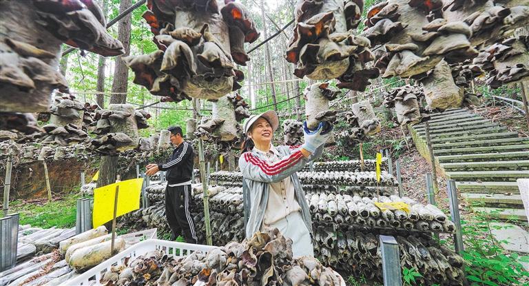 展产业调研】林下生金不朽情缘【高质量发